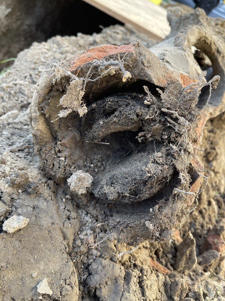 Root mass removed from a line
